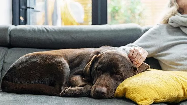 Dopo la morte improvvisa del marito, Lidia si era chiusa nel silenzio della casa. A ridarle un motivo per vivere è stato il suo fedele cane Tino.