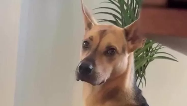 Cactus, giovane cane adottato da un canile, impara lentamente a fidarsi. La sua esitazione nel salutare diventa una lezione di coraggio e amore.