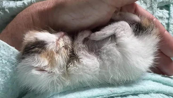 Pesava appena 85 grammi e sembrava condannata, ma con amore e cure è rinata. La più fragile della cucciolata ora è la più forte.