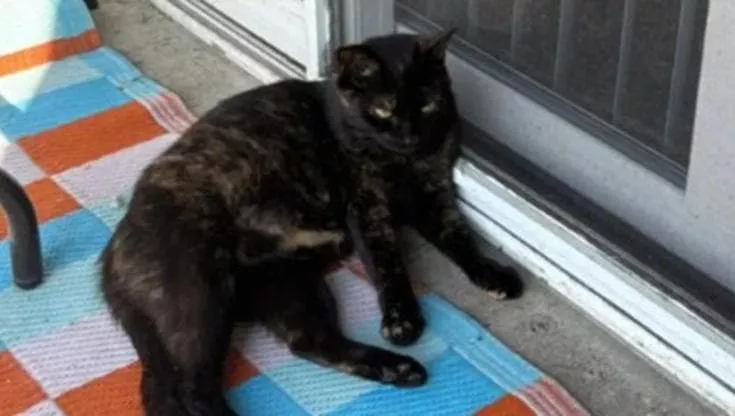 Una gatta incinta trova rifugio davanti a una casa. Dopo giorni di assenza, torna con tre cuccioli appena nati, regalando emozione e stupore ai suoi salvatori.