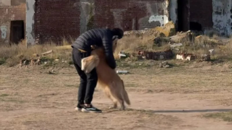 Durante un viaggio in Argentina, la Golden retriever Hoi An si è fermata impaurita davanti a Villa Epecuén, la città sommersa e poi riemersa dalle acque.