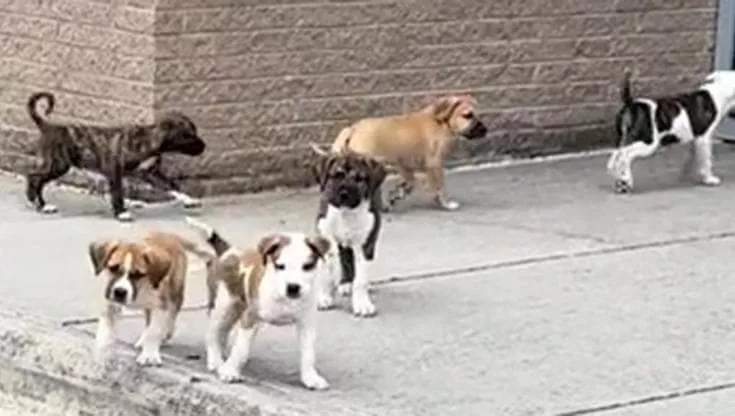 Un’insegnante americana ha trovato sette cagnolini scodinzolanti nel cortile della scuola. Grazie al video virale, tutti hanno trovato casa tra i docenti.