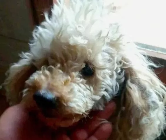 Abituata a una casa e all’affetto, ora vive dietro le grate di un canile a Belgrado. I volontari lanciano un appello: “Ha bisogno di una famiglia”.