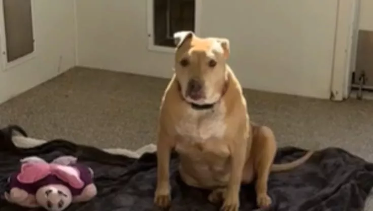 Adottata da cucciola, Nala è stata riportata al Valley Animal Center di Fresno perché i proprietari hanno traslocato. Ora cerca una nuova casa e tanto amore.