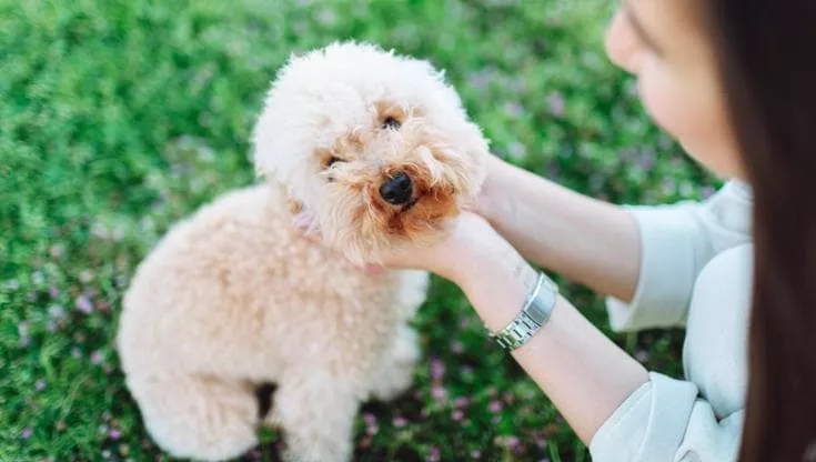 Una coperta blu, un peluche e un sonno profondo: il video virale mostra la trasformazione della piccola Maltipoo Shayla dopo l’adozione.