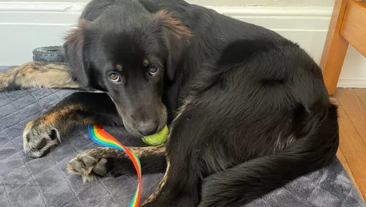 Adottato come incrocio tra pastore australiano e cattle dog, Lyle ha sorpreso la sua famiglia: il test del DNA ha rivelato un mosaico di razze imprevedibili.