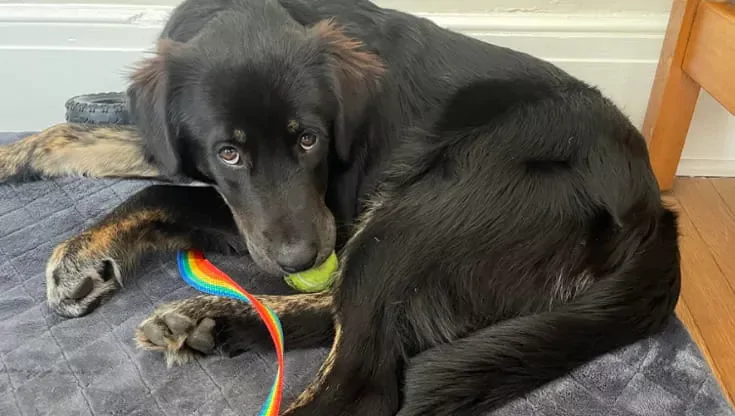 Adottato come incrocio tra pastore australiano e cattle dog, Lyle ha sorpreso la sua famiglia: il test del DNA ha rivelato un mosaico di razze imprevedibili.