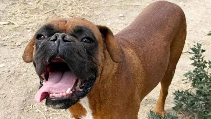 Trovato ferito per le strade di Torremaggiore, il cane Brown è stato salvato dall’Enpa e ora attende di conoscere la sua vera casa
