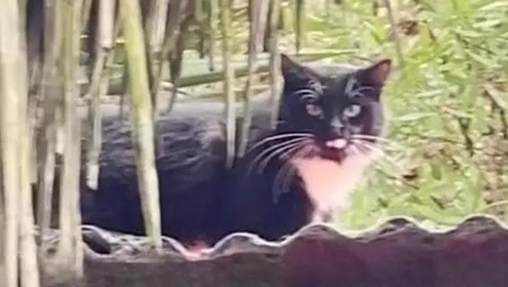 A San Francisco la storia di un gatto nero con il petto bianco ha cambiato per sempre la vita di una famiglia e di molti randagi.
