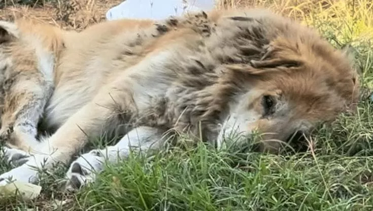 Per un decennio ha vissuto solo per le vie di Watts, in California. Ferito gravemente da un’aggressione, Benny ha trovato una nuova casa e una famiglia amorevole.