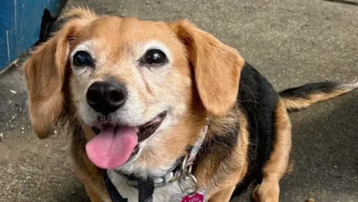 Una donna americana adotta Lulu dal canile, anni dopo un test del Dna rivela che la sua sorella Lucy Lou vive a pochi isolati di distanza.
