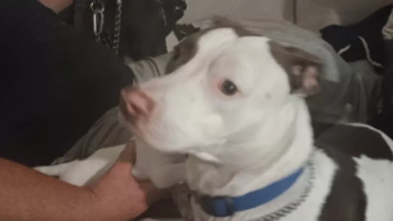 Smarrito per le strade di Las Vegas, il cane Moo Moo ha vissuto giorni di angoscia. Poi una soccorritrice lo ha salvato e la sua reazione al nome ha commosso tutti.