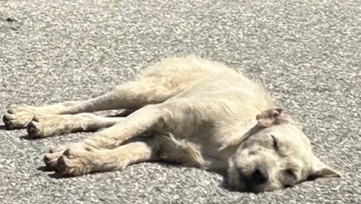 A Compton, in California, quattro giovani Labradoodle hanno vegliato sull’asfalto bollente sperando invano che i loro padroni tornassero a prenderli.