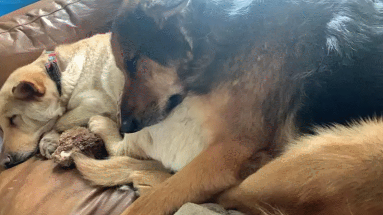 Una famiglia con tre bambini ha perso la casa e due cani in un incendio devastante. Grazie a un progetto speciale, i piccoli hanno ritrovato un po’ di conforto.