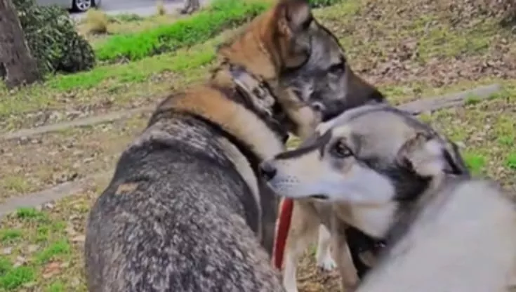 Il video di due cani che si ritrovano dopo tanto tempo conquista TikTok: il loro incontro racconta la forza del linguaggio non verbale nel mondo animale.