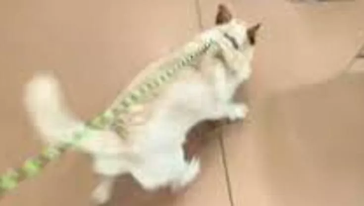 Adottata a cinque mesi e rientrata subito in canile perché troppo vivace, Lucky cerca ora una nuova famiglia pronta ad accoglierla davvero.
