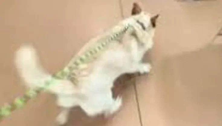 Adottata a cinque mesi e rientrata subito in canile perché troppo vivace, Lucky cerca ora una nuova famiglia pronta ad accoglierla davvero.