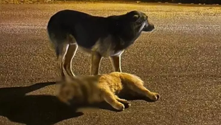 Sulla SC-283 a Concórdia, un cane resta accanto al compagno senza vita rifiutando di allontanarsi. Una scena di fedeltà che ha toccato soccorritori e passanti.