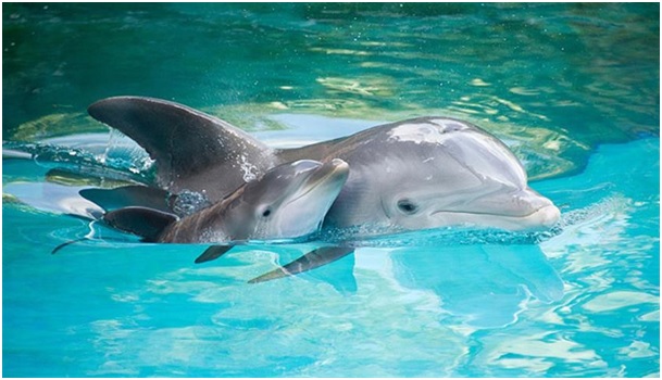 Per settimane intere dopo il parto, le madri delfino restano quasi sempre sveglie: il loro amore diventa un’arma di sopravvivenza per i piccoli appena nati.