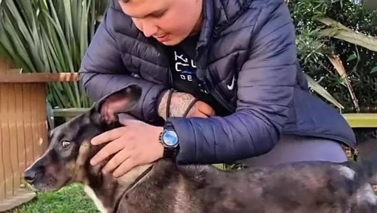 Disperso nelle inondazioni del Rio Grande do Sul, Bradock è stato ritrovato dal suo proprietario per caso durante una sfilata a Caxias do Sul.