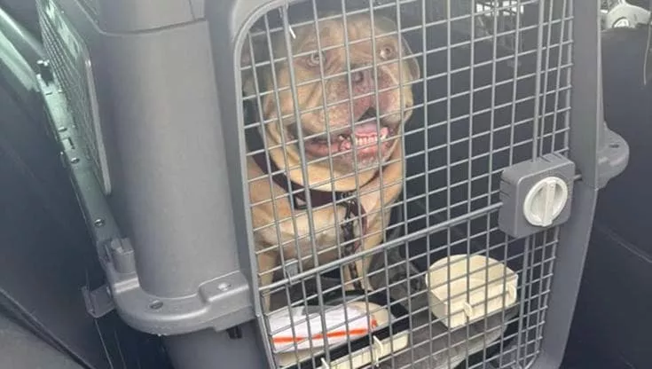 Pako, un American Bully, lasciato dalla padrona in aeroporto e spedito in taxi a un rifugio: “Una consegna express inaccettabile”.