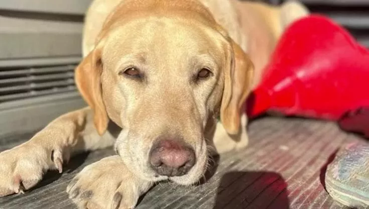Dozer, 7 anni, è stato sottratto ai suoi proprietari a Geraldton dopo una denuncia di presunto attacco. L’eutanasia sospesa, si attende la decisione del tribunale.