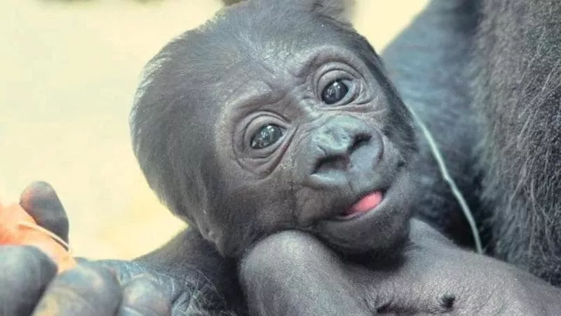 Evento storico allo Zoosafari: dopo 50 anni è nato un piccolo gorilla. Mamma Tamani e papà Nasibu presentano la cucciola, ora in cerca di nome.