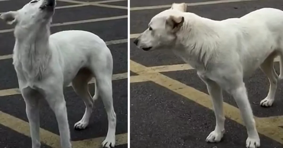 Abbandonata senza pietà, Samantha ha resistito nove giorni ululando nel parcheggio. Poi l’incontro con una volontaria ha cambiato per sempre il suo destino.