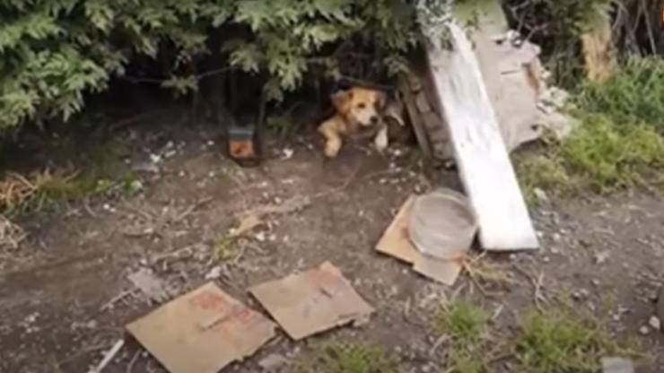 Una cagnolina incinta è stata abbandonata dal proprietario e ha partorito tra i cespugli. I volontari l’hanno salvata insieme ai suoi cinque cuccioli.