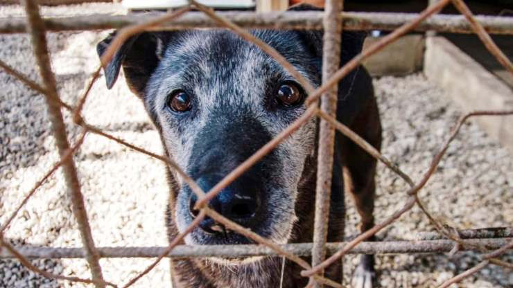 Thelma, malata di tumore, ha passato 13 anni in un box con la sorella Rosy. I volontari chiedono una famiglia che accolga entrambe prima che sia troppo tardi.