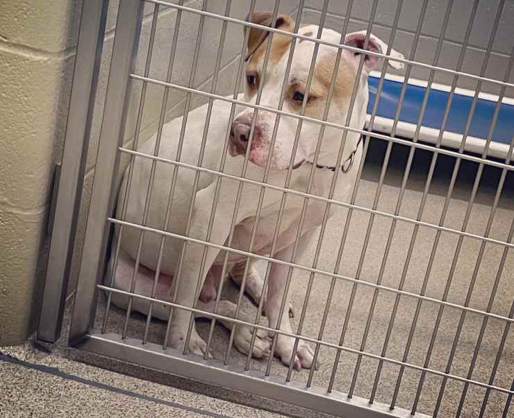 Granger, un cane simil Pitbull, dopo anni di vita in famiglia è stato ritrovato come randagio e riportato nello stesso box che occupava prima dell’adozione.