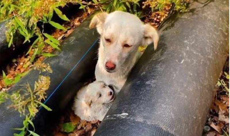 Un passante ha scoperto due cani nascosti tra vecchi tubi nel bosco. Salvati dall’abbandono, oggi vivono finalmente al sicuro e circondati dall’affetto.