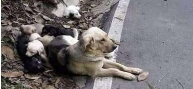 Una madre resta ferma sul ciglio della strada accanto ai suoi piccoli, come se aspettasse ancora il ritorno di chi l’ha lasciata lì.