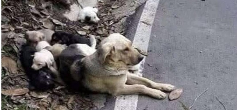 Una madre resta ferma sul ciglio della strada accanto ai suoi piccoli, come se aspettasse ancora il ritorno di chi l’ha lasciata lì.
