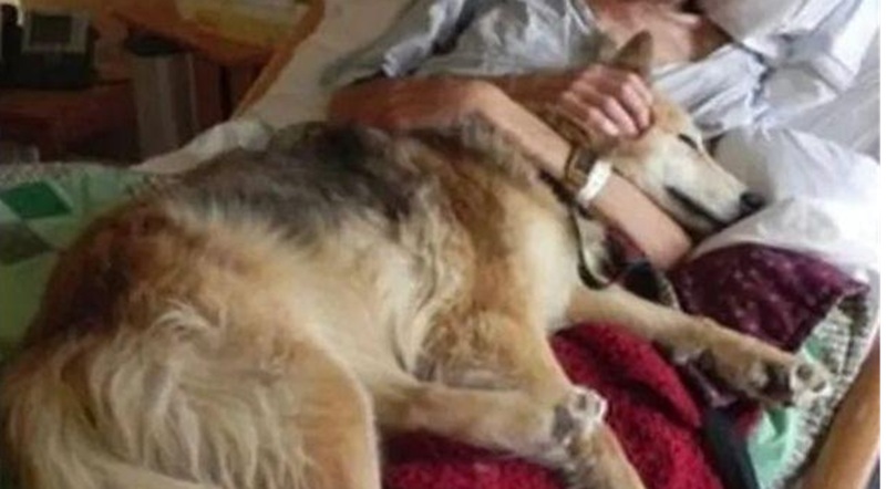 Un uomo senza dimora, malato terminale, ha potuto esprimere un ultimo desiderio: rivedere il suo cane. L’incontro ha raccontato l’amore più puro.