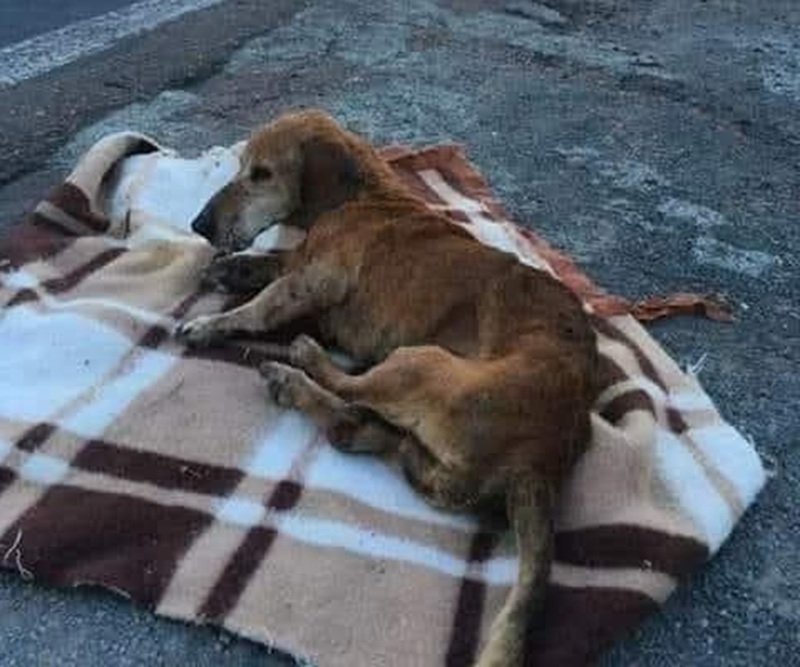 Un animale lasciato per strada non può raccontare la sua storia. Ma chi lo ha abbandonato porterà per sempre il peso del proprio gesto.