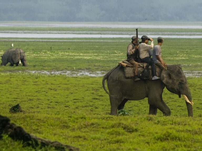 Per decenni ha lottato contro i bracconieri e salvato persone durante le inondazioni del Brahmaputra. Mohanmala si è spenta a 85 anni, lasciando un’eredità immortale.
