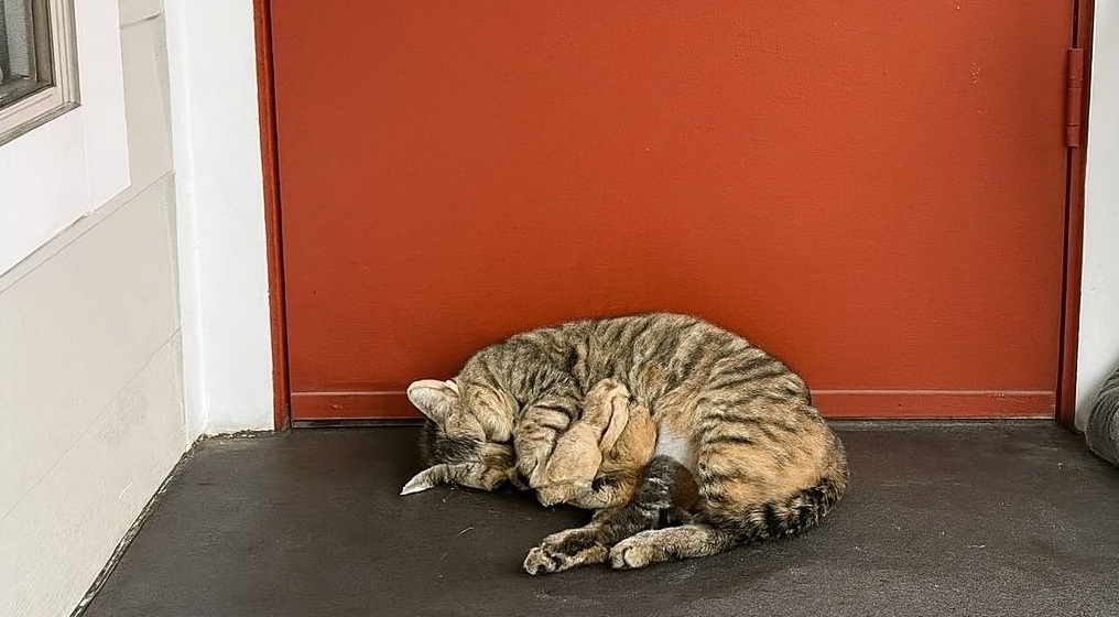 Respinta dal freddo e dall’indifferenza, aveva dato alla luce i suoi cuccioli su un pavimento duro. Oggi finalmente riceve calore, cure e affetto.