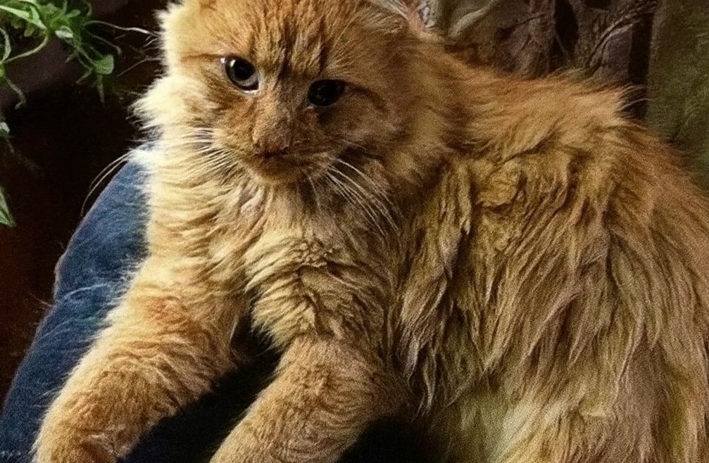 Un gatto ferito e dato per spacciato è stato salvato grazie al coraggio di chi ha creduto in lui. Dopo nove anni, è ancora accanto al suo eroe.