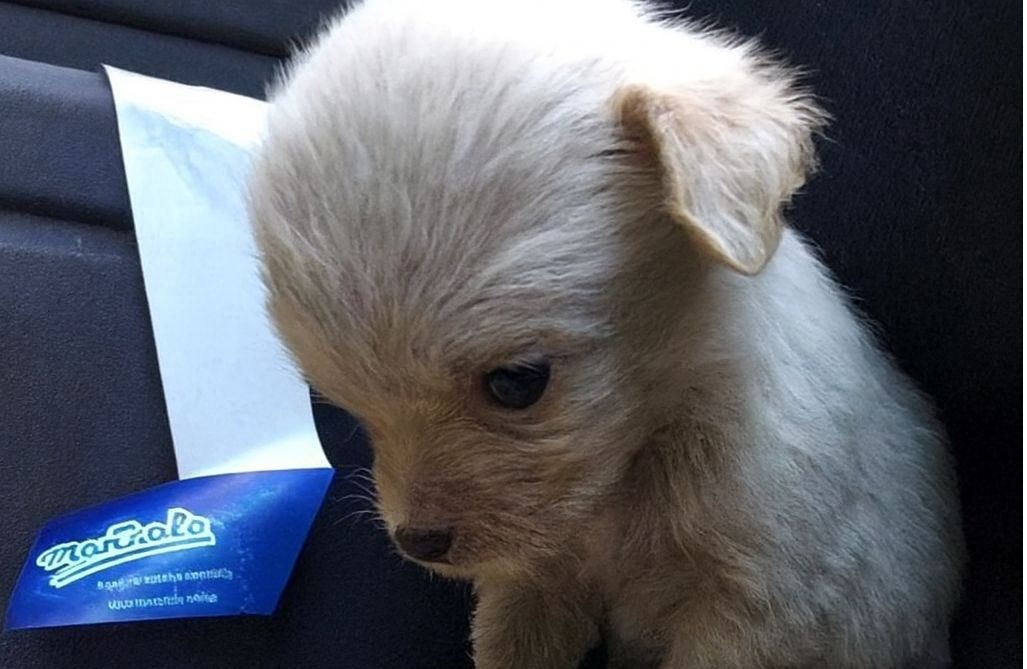 Abbandonata come un rifiuto, una cucciola indifesa è stata trovata in un sacco tra i rifiuti. Ora riceverà amore e una seconda possibilità.