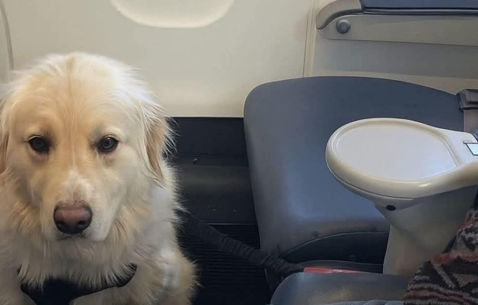 Un volo Delta Airlines da Detroit a Los Angeles è stato deviato su Minneapolis per salvare un cane in gravi condizioni mediche. A bordo anche un veterinario.