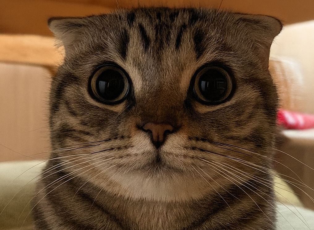 Rimasta senza il suo proprietario, la gattina rischiava l’abbandono. Ora ha trovato una famiglia pronta a darle amore e un futuro sicuro.
