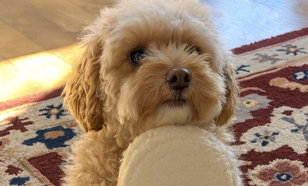 Ogni mattina Benny stringe tra le zampe una vecchia ciabatta. Non per gioco, ma come simbolo di affetto, conforto e fedeltà.