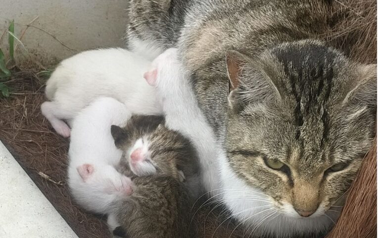 Trovata in un angolo nascosto, ha dato alla luce quattro gattini. Con amore e forza li protegge, mentre una mano umana le offre speranza.