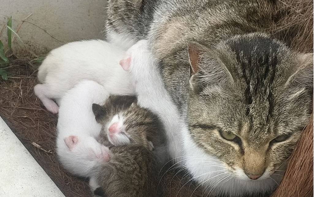 Trovata in un angolo nascosto, ha dato alla luce quattro gattini. Con amore e forza li protegge, mentre una mano umana le offre speranza.