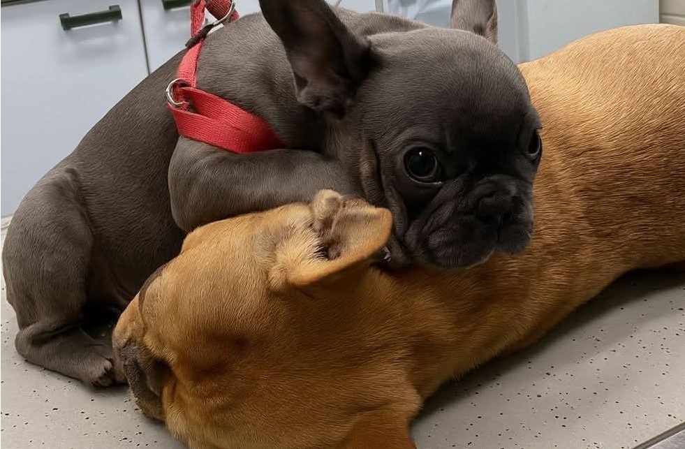 Un semplice controllo veterinario si è trasformato in una scena che ha mostrato la forza del legame tra una madre e il suo cucciolo.