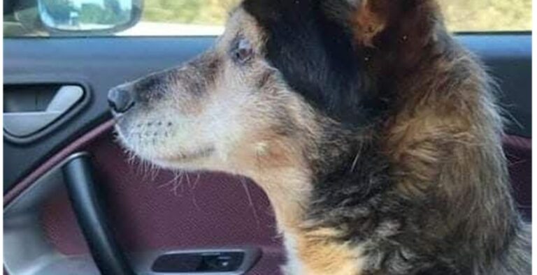 Una cagnolina ha trascorso quasi tutta la sua esistenza dietro le sbarre. Il giorno della sua adozione ha osservato per la prima volta il mondo esterno.