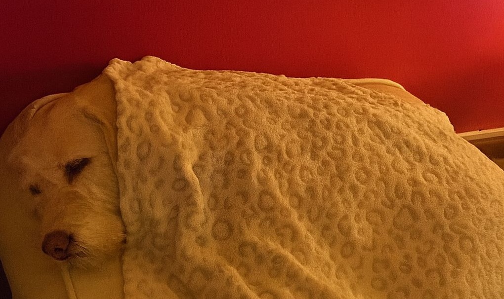 Inzuppato e tremante, sembrava chiedere aiuto con lo sguardo. Oggi quel Labrador ha trovato una casa e un amore che lo ha salvato per sempre.