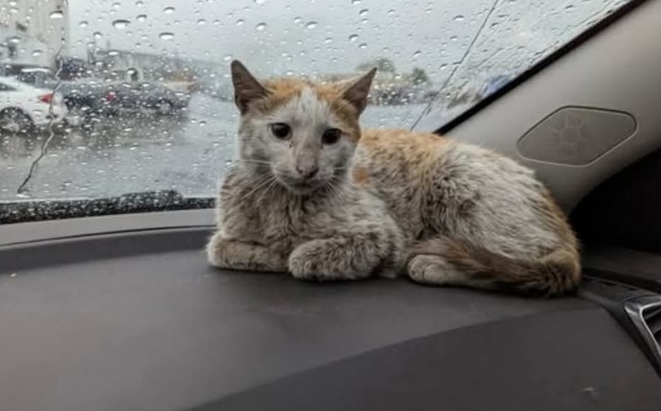 Era solo un mucchietto di pelo smarrito e sfinito, ma in quegli occhi pieni di fiducia si nascondeva la promessa di una nuova vita insieme.