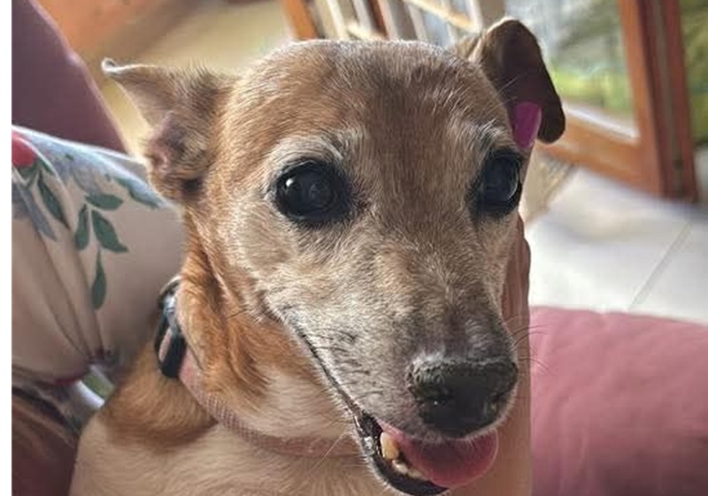 Dopo giorni di ricerche e angoscia, la cagnolina Lola è stata finalmente ritrovata. La famiglia ha potuto riabbracciarla e la vicenda si è conclusa con un lieto fine.